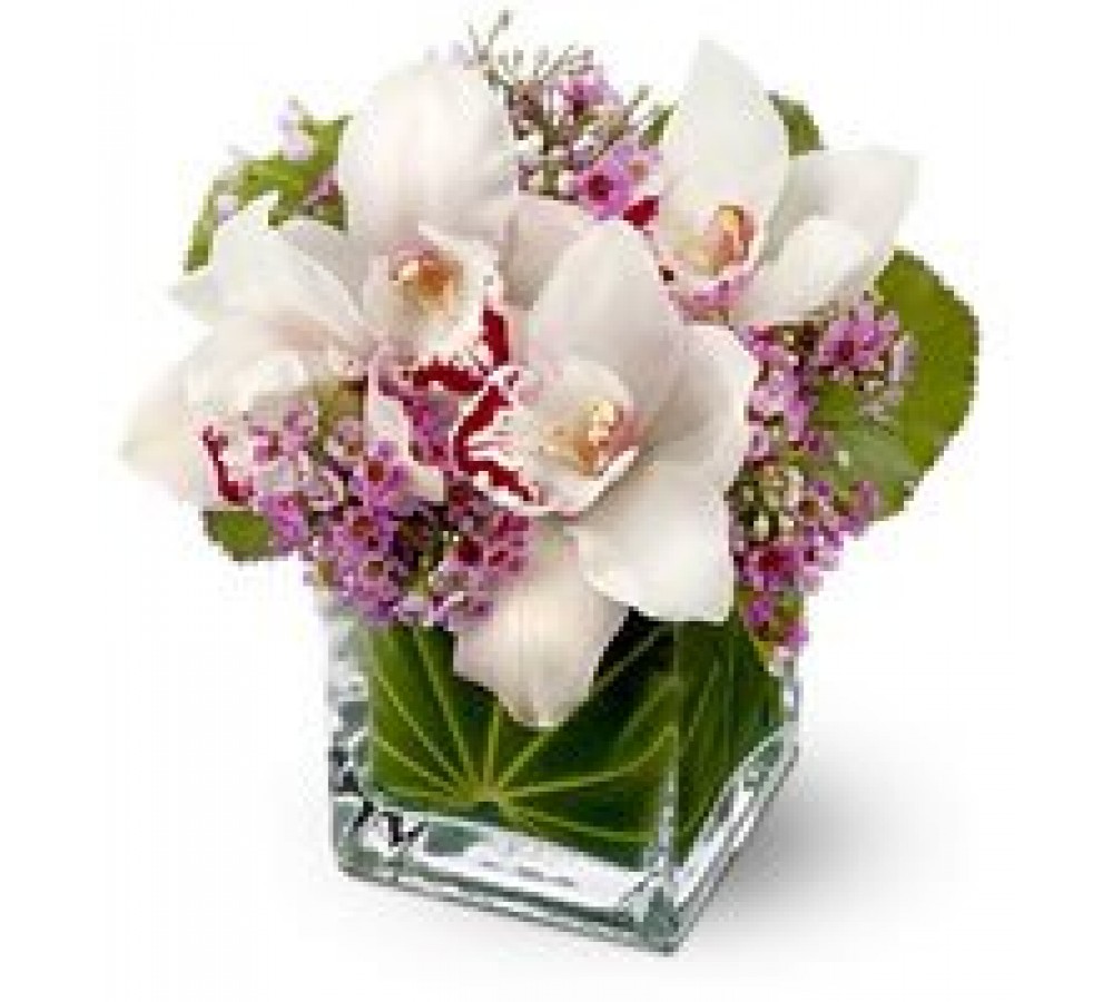 Cube Orchids Fortaleza