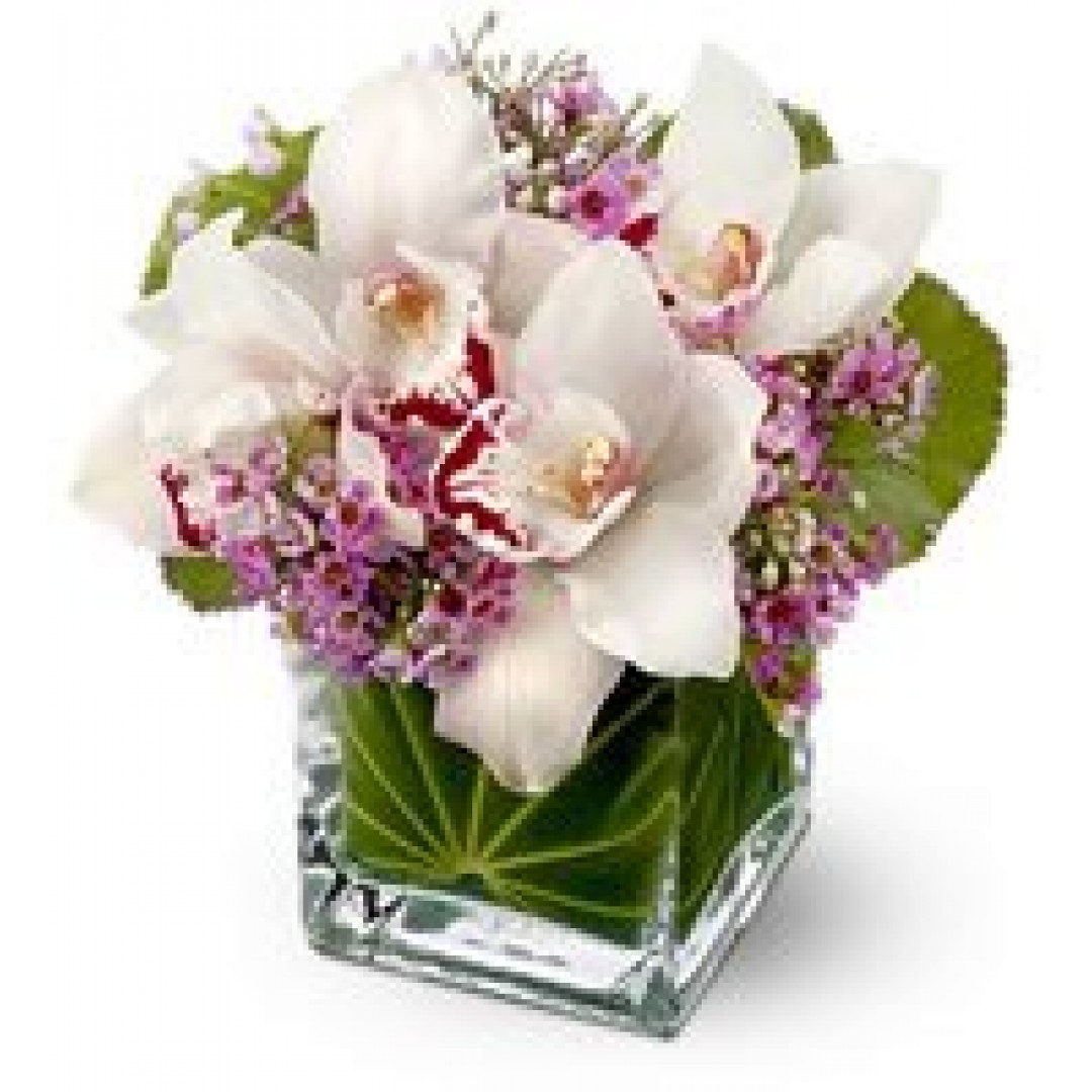 Cube Orchids Fortaleza