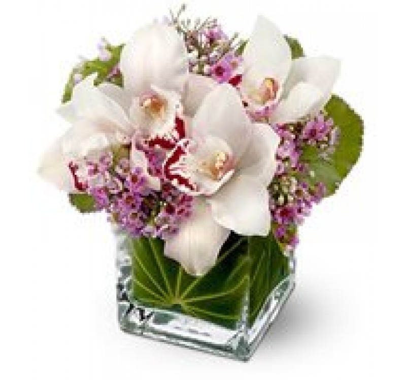 Cube Orchids Fortaleza