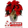 Red Poinsettia Plant