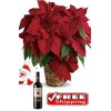 Poinsettia Wine 