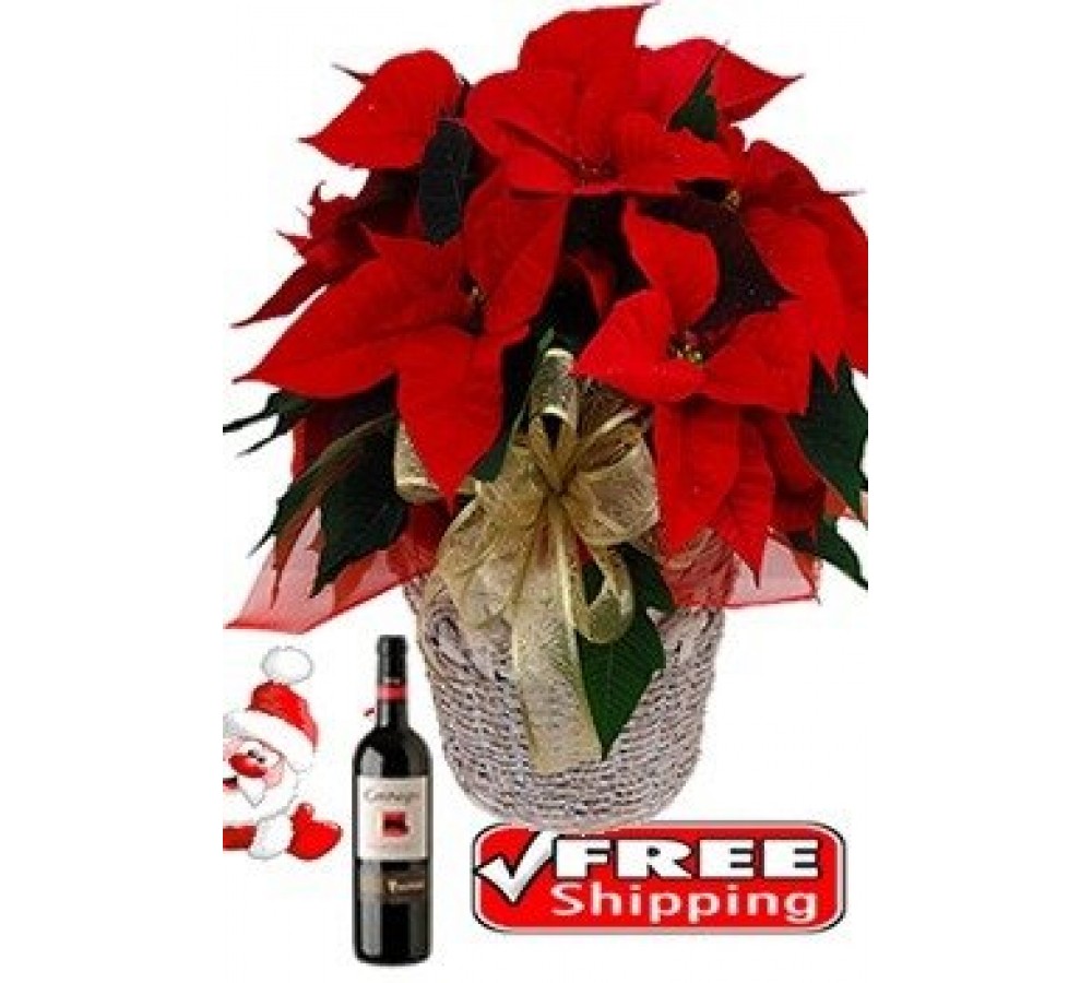 Poinsettia Wine 