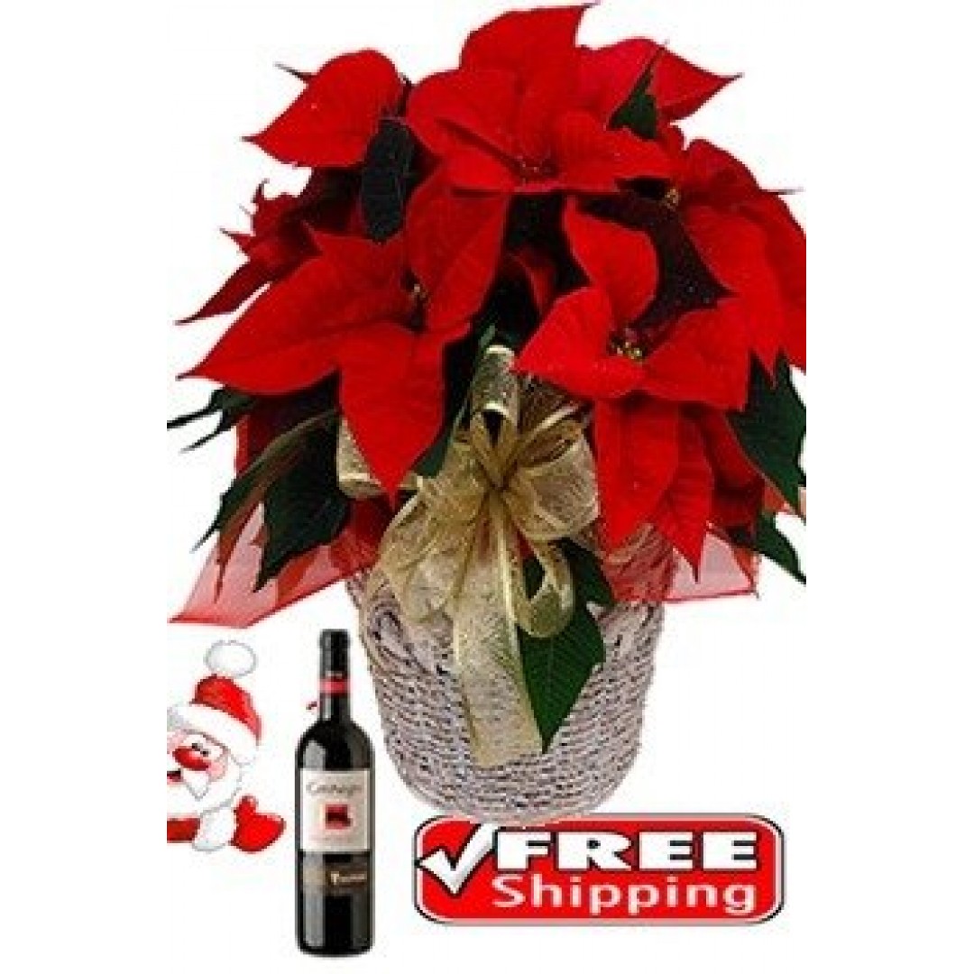 Poinsettia Wine 