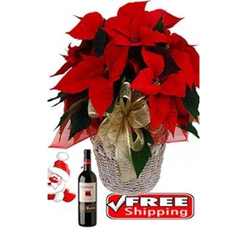 Poinsettia Wine 