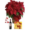 Poinsettia, Wine & Panettone