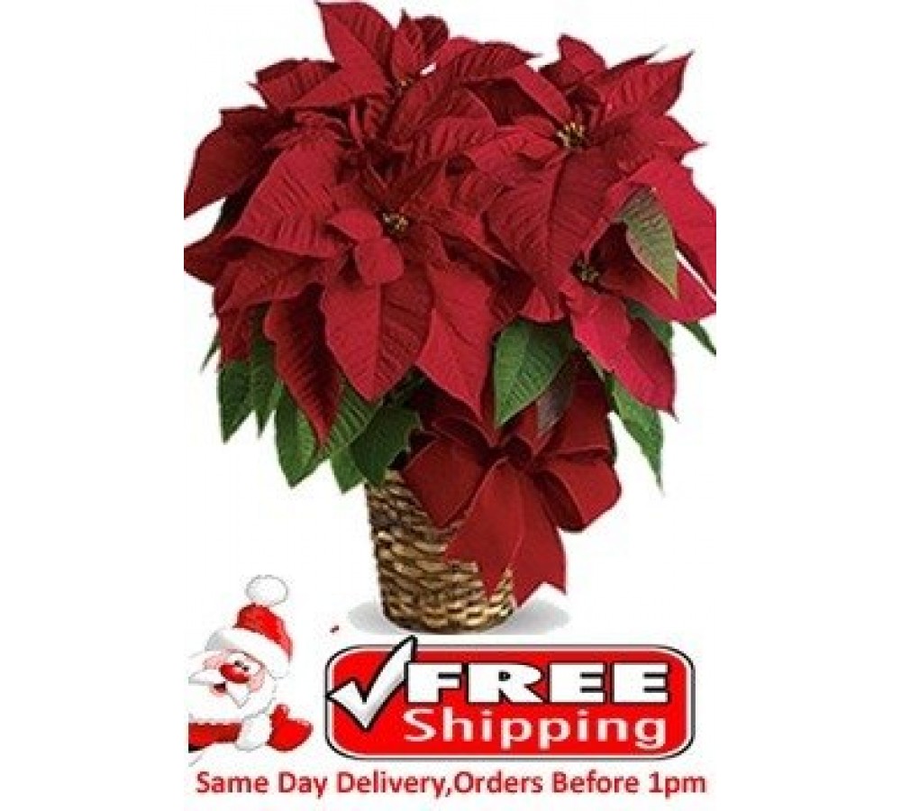 Red Poinsettia Plant