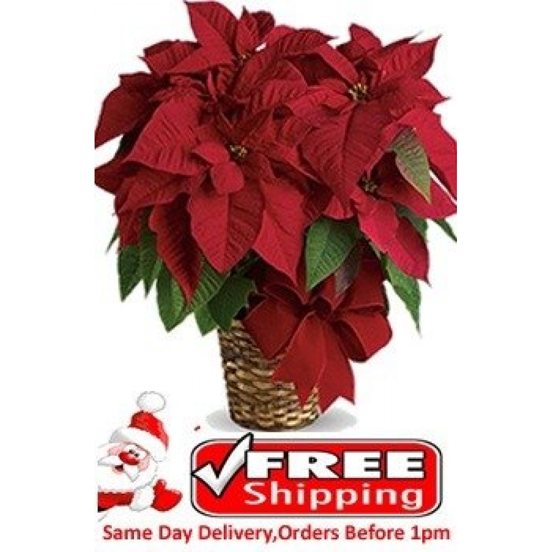 Red Poinsettia Plant