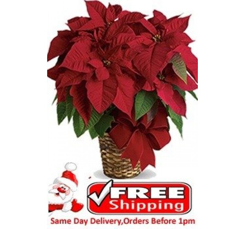 Red Poinsettia Plant