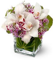 Cube Orchids Fortaleza
