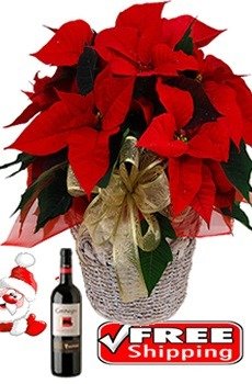 Poinsettia Wine 