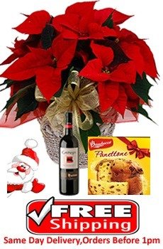 Poinsettia, Wine & Panettone