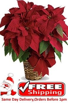 Red Poinsettia Plant