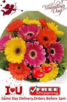 Colored Gerberas